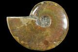 Red Flash Ammonite Fossil - Madagascar #151776-1